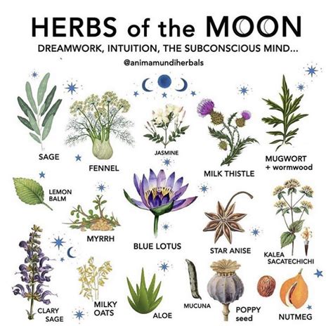 Spiritual meanings of witchcraft herbs